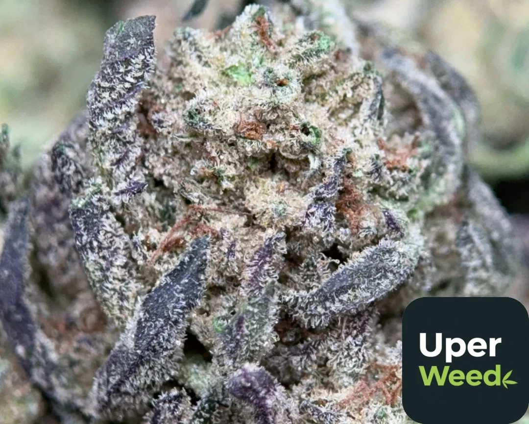 What Are Cannabis Terpenes and How They Work: The Ultimate Guide
