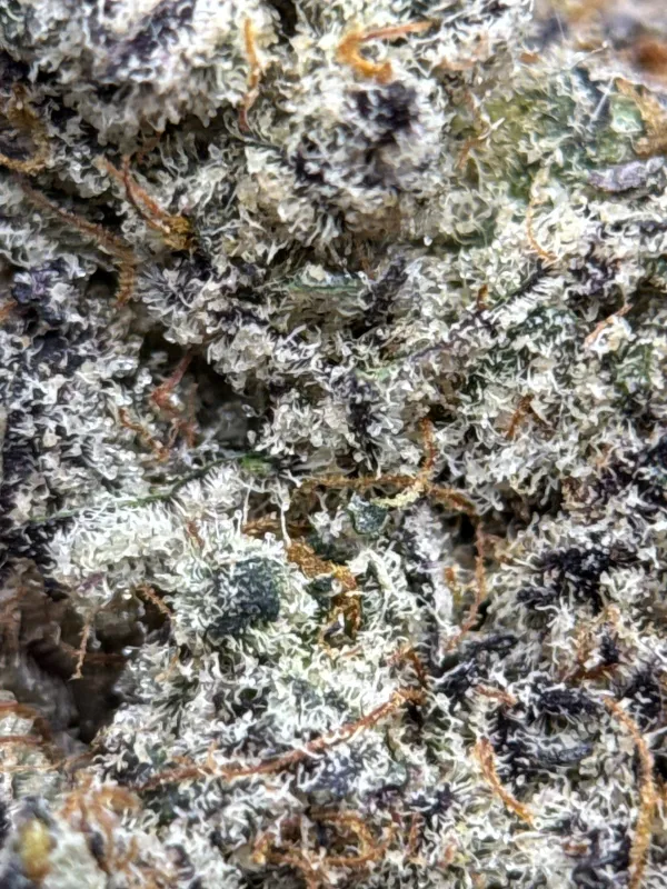 Amnesia Gold 6A+ photo 10