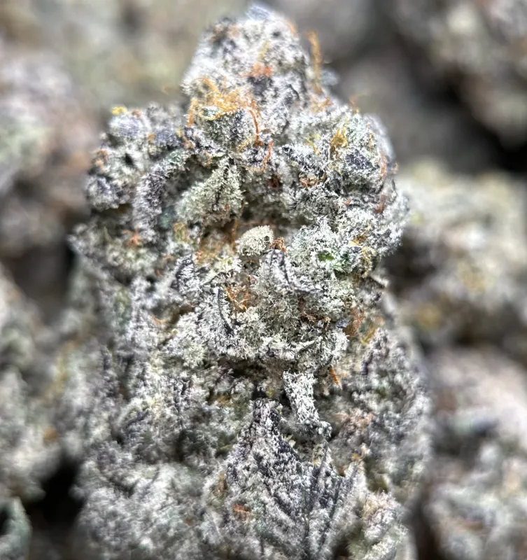 Amnesia Gold 6A+ photo 12