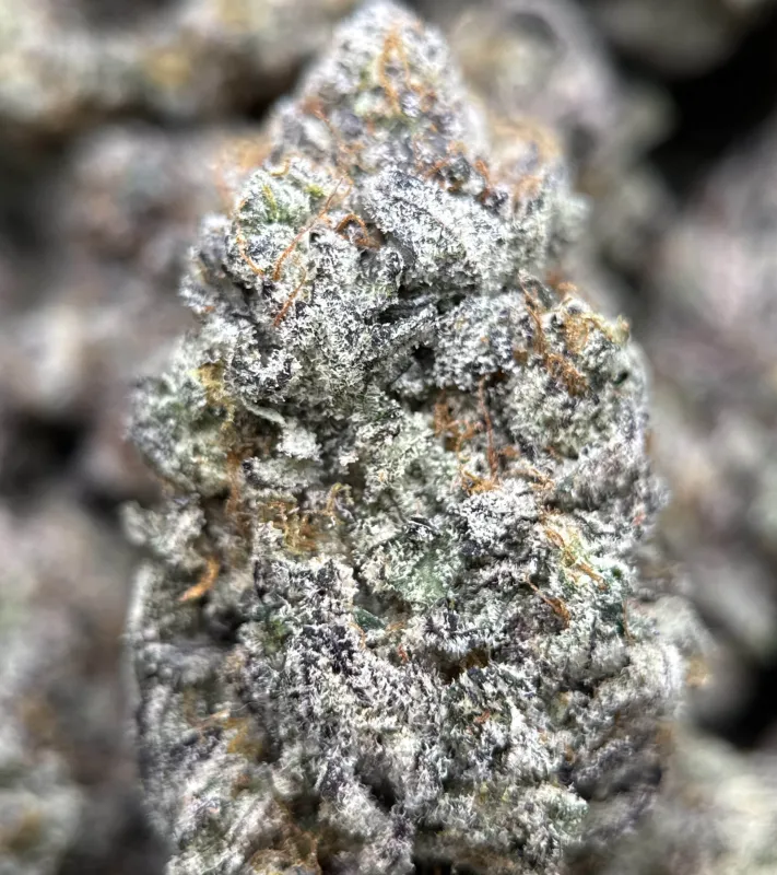 Amnesia Gold 6A+ photo 15