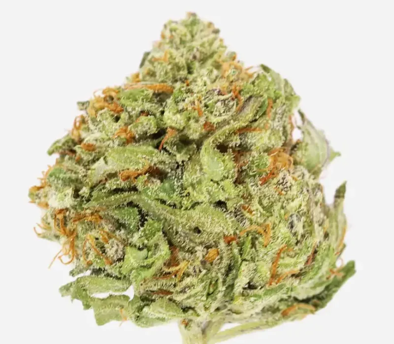 BC Big Bud photo 1