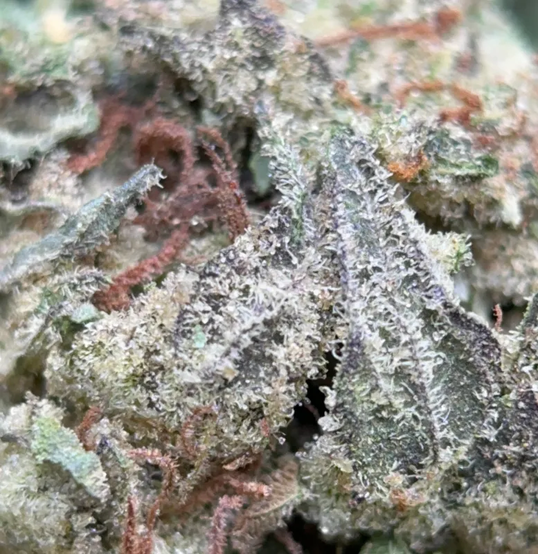 BC Pink Kush photo 3