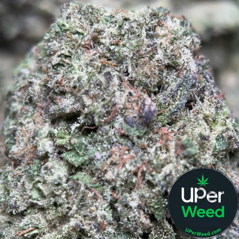 Big Baby Bud photo 1