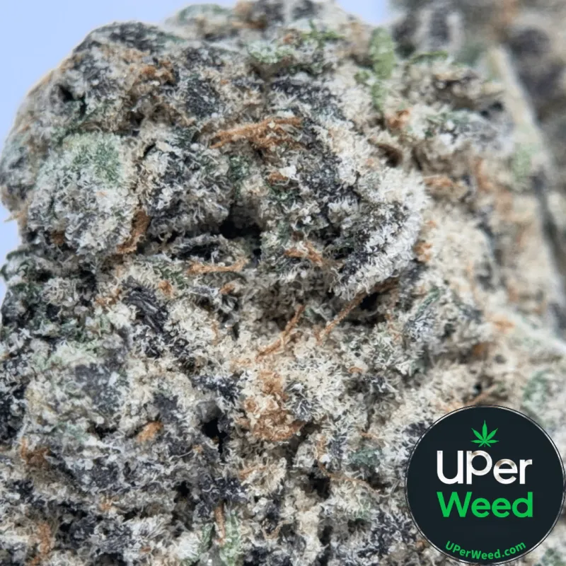 Blackberry Kush Marijuana Strain photo 1