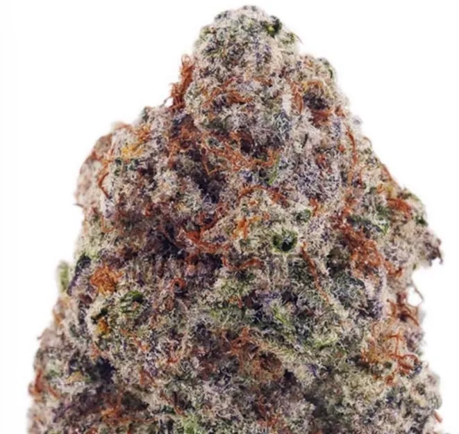 Blue Venom photo 1