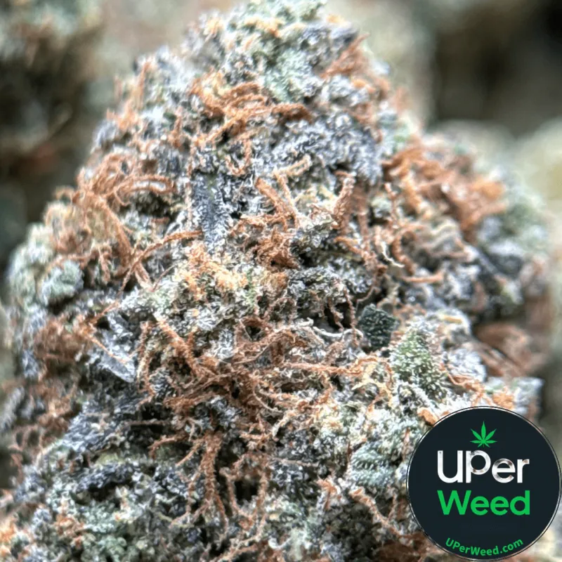Death Under OG photo 1