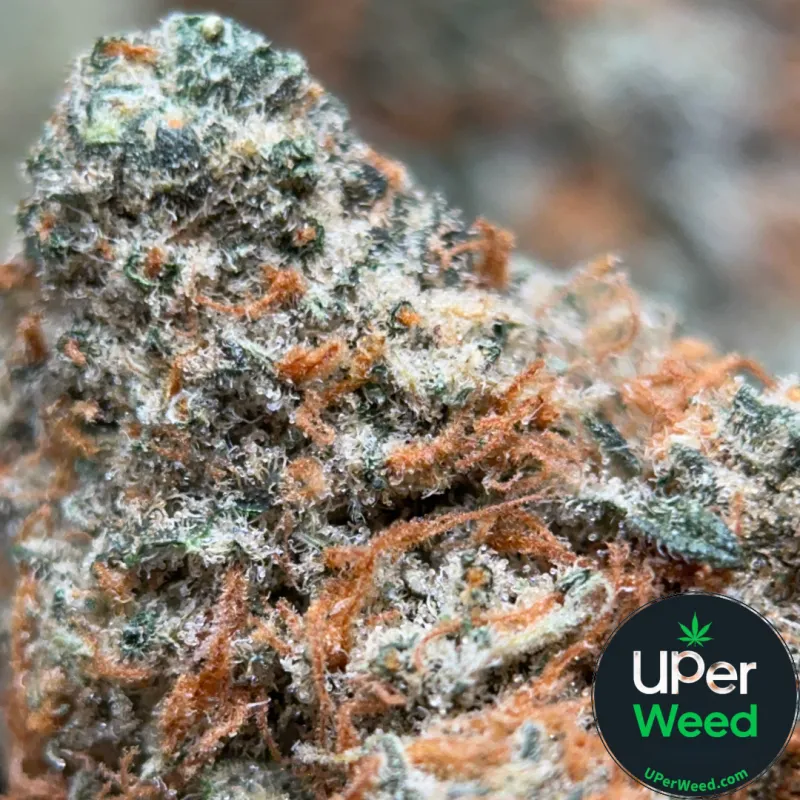 Dragon Haze photo 1