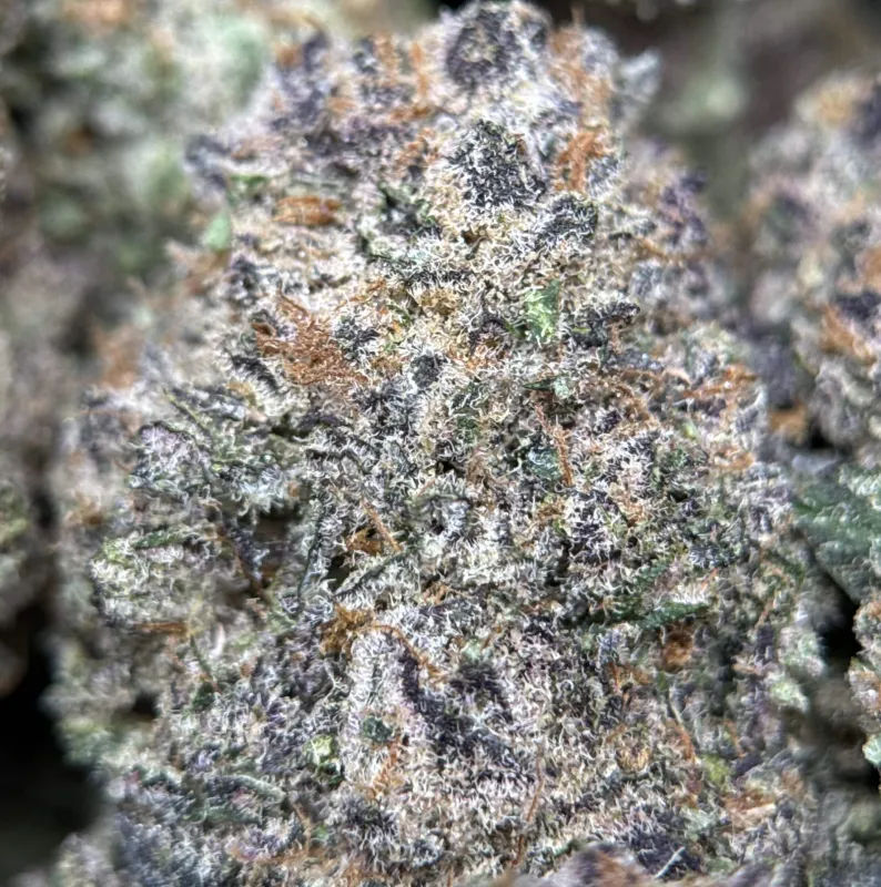 Dynamite Diesel photo 2