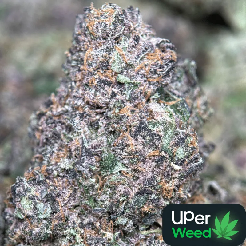 Forbidden Diesel photo 1