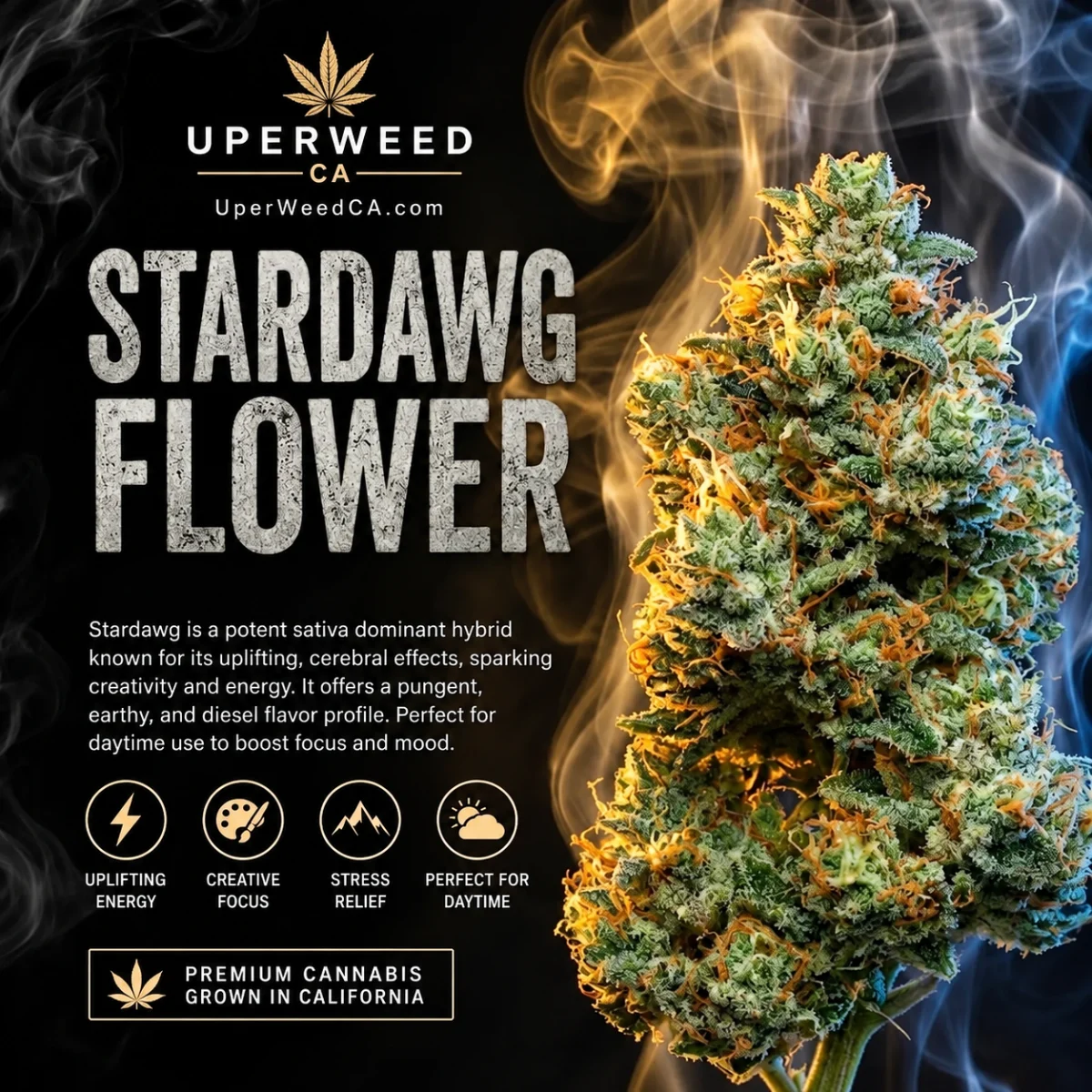 Stardawg photo 1