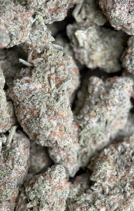 Phoenix Haze photo 5