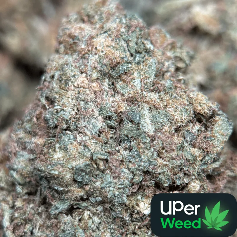 Pineapple Haze photo 1