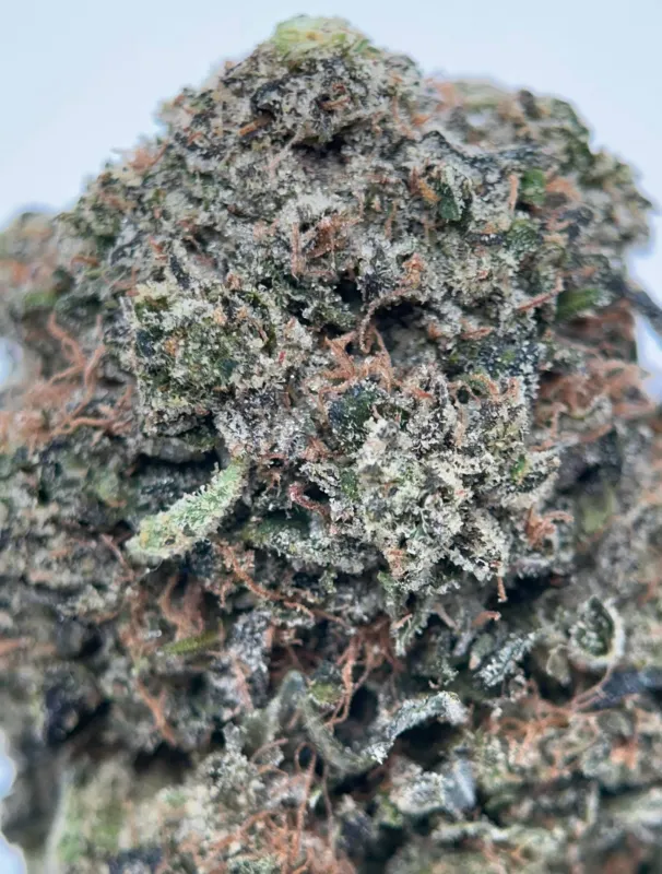 Pink Plug photo 4